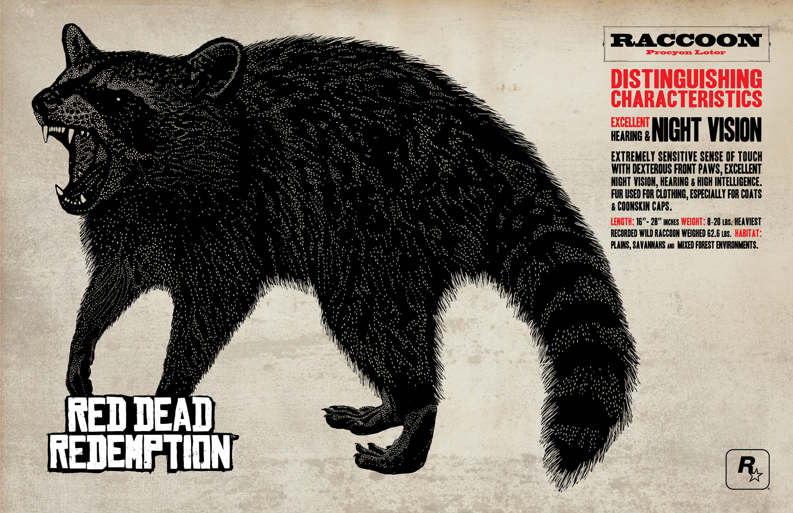 Raccoon Info