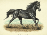 Wildlife - Tennessee Walker Horse