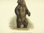 Wildlife - Bear