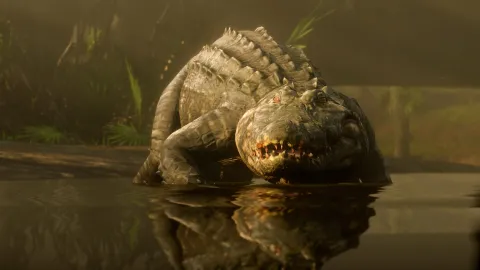 Alligator Alligator