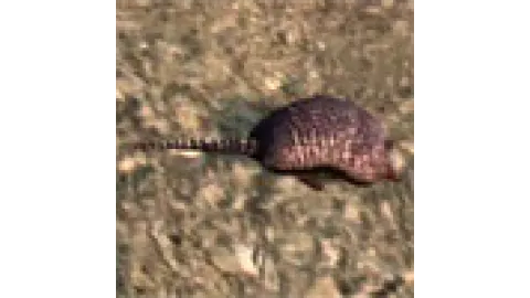 animal - armadillo2