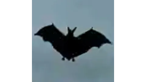 animal - bat