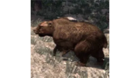 animal - bear2