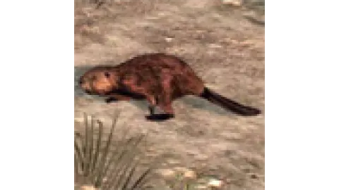 animal - beaver
