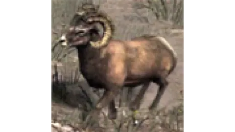 animal - bighorn