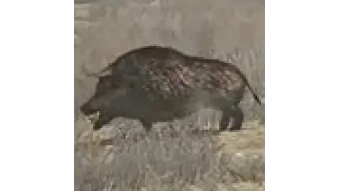 animal - boar