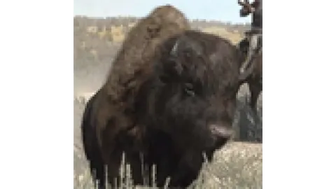 Animal-buffalo
