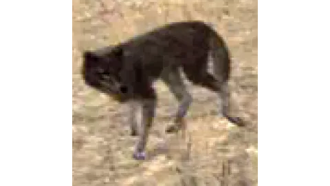 animal - coyote