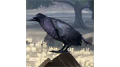 animal - crow2