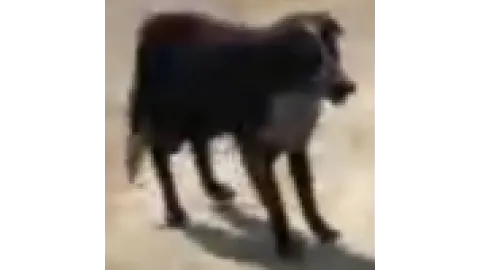 Animal-dog2BC