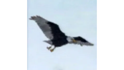 animal - eagle