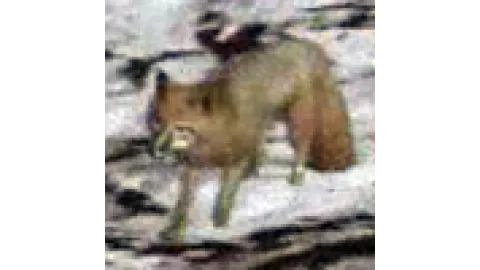 animal - fox