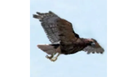 animal - hawk2