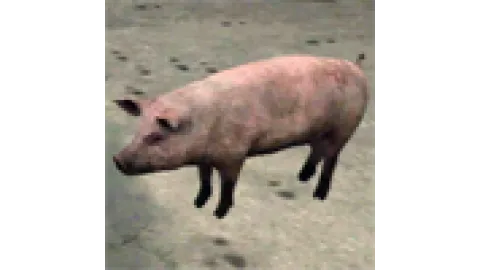 animal - pig2