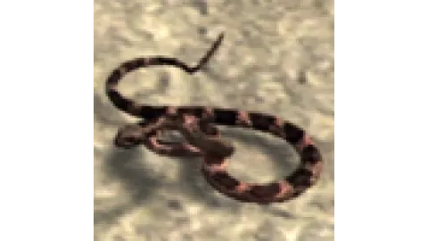 animal - rattlesnake2