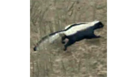 animal - skunk