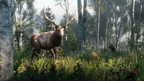 Elk Elk