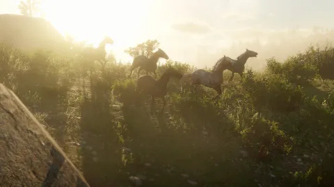 Wild horses Wild horses