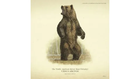 Wildlife - Bear