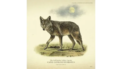 Wildlife - Coyote