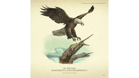 Wildlife - Eagle