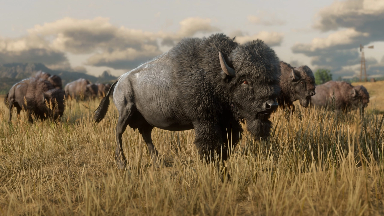 American Bison