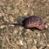 animal - armadillo2