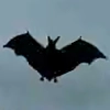 animal - bat