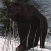 Animal-bear
