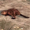 animal - beaver