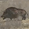 animal - boar