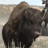 Animal-buffalo