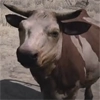 Animal-cattle