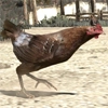 Animal-chicken