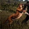 Animal-cougar