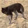 animal - coyote