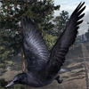 Animal-crow