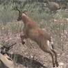 Animal-deer