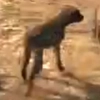 Animal-dog1MHD