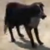 Animal-dog2BC