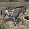 Animal-donkey