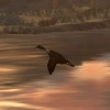 Animal-duck