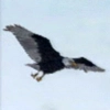 animal - eagle