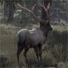 Animal-elk