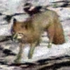 animal - fox