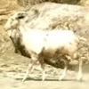 Animal-goat