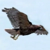animal - hawk2