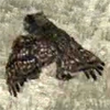 animal - owl
