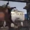 Animal-pig