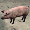 animal - pig2